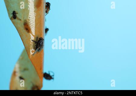 https://l450v.alamy.com/450v/2ntktc5/sticky-insect-tape-with-dead-flies-on-turquoise-background-closeup-space-for-text-2ntktc5.jpg