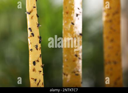 Dead flies stuck to a sticky fly paper trap Stock Photo - Alamy