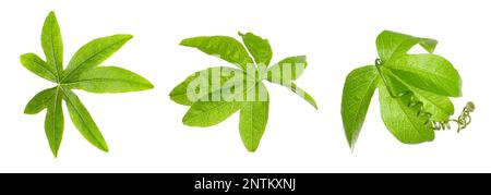 Set with Passiflora plant (passion fruit) leaves on white background. Banner design Stock Photo