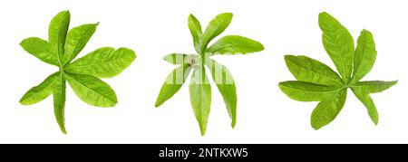Set with Passiflora plant (passion fruit) leaves on white background. Banner design Stock Photo