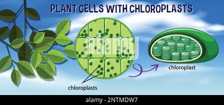 Plant cells with chloroplasts illustration Stock Vector Image & Art - Alamy