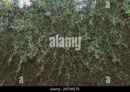 Green thickets of fig trees with many small fig fruits in the ripening season (Crete, Greece) Stock Photo