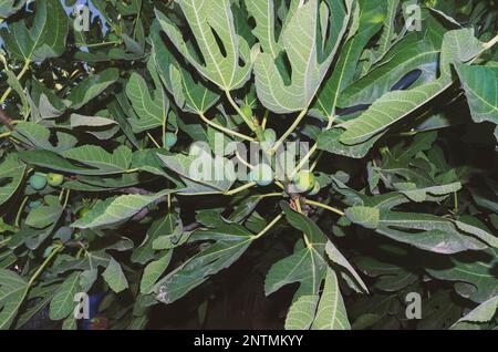 Unripe fig tree fruits on a branch in the shade illuminated by a flash Stock Photo