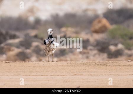 MacQueens bustard (Chlamydotis macqueenii) Stock Photo