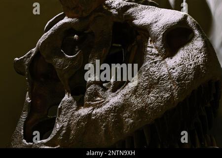 Carnotaurus sastrei skull reconstruction paleoart, a predatory Abelisauridae dinosaur with only one known skeleton found. Cranium and curved jaw shown Stock Photo