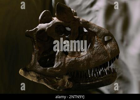 Carnotaurus sastrei skull reconstruction paleoart, a predatory Abelisauridae dinosaur with only one known skeleton found. Cranium and curved jaw shown Stock Photo