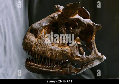 Carnotaurus sastrei skull reconstruction paleoart, a predatory Abelisauridae dinosaur with only one known skeleton found. Cranium and curved jaw shown Stock Photo