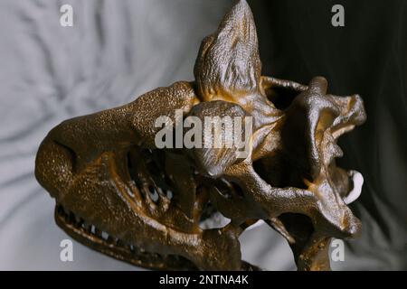 Carnotaurus sastrei skull reconstruction paleoart, a predatory Abelisauridae dinosaur with only one known skeleton found. Cranium and curved jaw shown Stock Photo