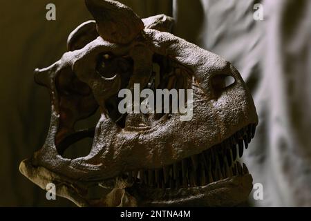 Carnotaurus sastrei skull reconstruction paleoart, a predatory Abelisauridae dinosaur with only one known skeleton found. Cranium and curved jaw shown Stock Photo