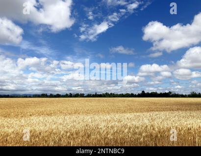 Wheat field with blue sky Stock Photo