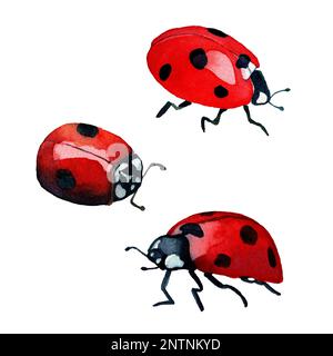 Watercolor hand drawn illustration collection of ladybugs. Red garden insects in realistic style. Design for covers, backgrounds, decorations, prints. Stock Photo