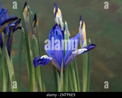 The delicate royal blue flowers of Iris reticulata 'Fabiola' Stock Photo