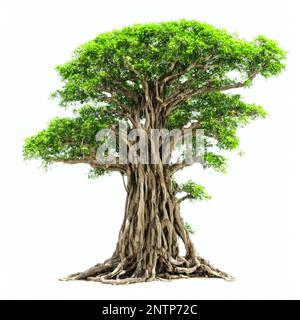 banyan tree, large plant with column roots isolated on white background Stock Photo