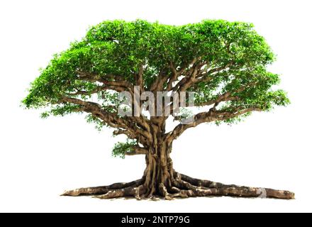 banyan tree, large plant with column roots isolated on white background Stock Photo