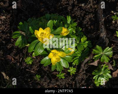 A group of yellow winter aconites (Eranthis hyemalis) flowering in the early spring sunshine. Stock Photo