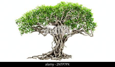 banyan tree, beautiful large plant with column roots isolated on white background Stock Photo