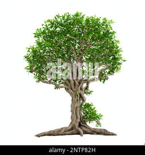 banyan tree, beautiful large plant with column roots isolated on white background Stock Photo