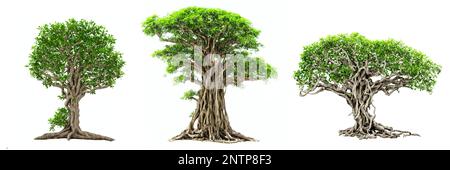 banyan trees, collection of large plants with column roots isolated on white background Stock Photo