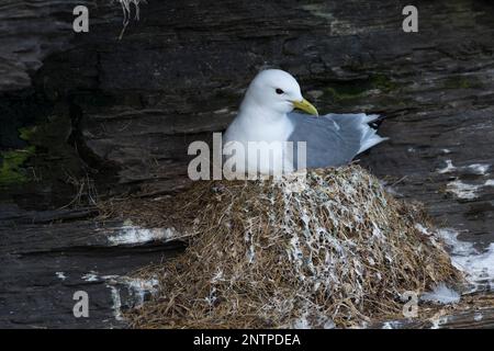 Dreizehenmöwe, auf ihrem Nest in der Steilwand, Felswand, Dreizehen-Möwe, Möwe, Möwen, Dreizehenmöve, Rissa tridactyla, kittiwake, black-legged kittiw Stock Photo