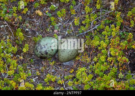 Falkenraubmöwe, Falken-Raubmöwe, Gelege, Nest, Ei, Eier in der Tundra, Raubmöwe, Raubmöwen, Stercorarius longicaudus, long-tailed skua, long-tailed ja Stock Photo