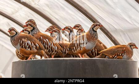 Spanish Partridge Company - Boothby Shoot Stock Photo