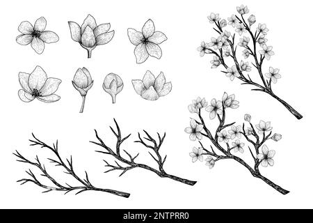 hand drawn vector collection of sakura branches and flowers Stock Vector
