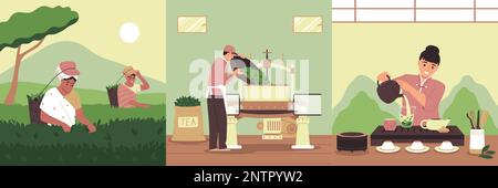 Tea production flat compositions set with traditional ceremony harvesting and processing scenes vector illustration Stock Vector