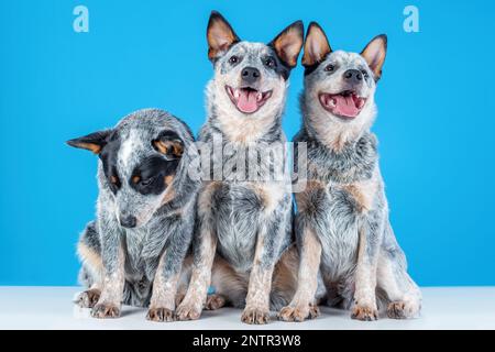 Three cute smiling puppies of blue heeler or australian cattle dog sitting on blue background. One puppy is sad or bored Stock Photo