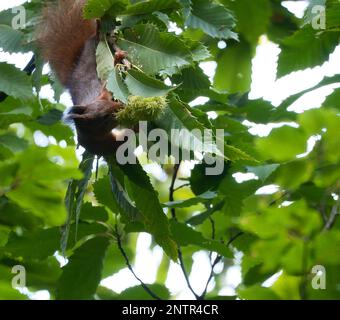 Red brown squirrel in tree between green leaves. Rodent from the wild. Animal photo from nature Stock Photo