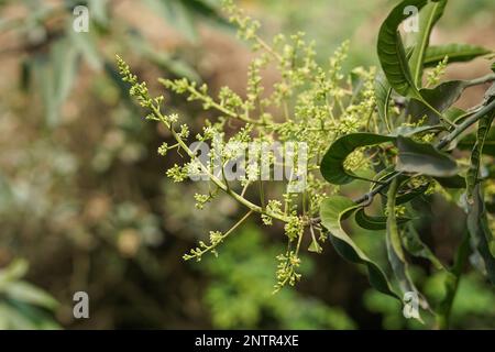 https://l450v.alamy.com/450v/2ntr4xe/close-up-shot-of-mango-flowers-with-leaves-inflorescence-of-mango-mango-flowers-is-blooming-on-the-mango-tree-in-the-field-summer-season-2ntr4xe.jpg