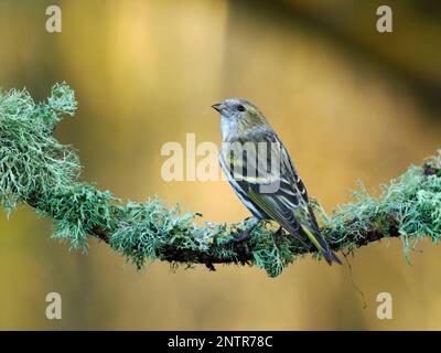 A female siskin (Spinus spinus) perched on a lichen covered branch with a clean unobtrusive background. Photographed in December in Dorset. Stock Photo