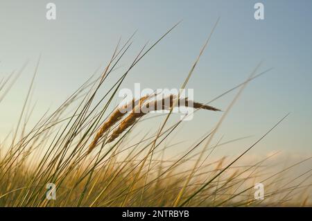 Grass on a dune on the coast at sunset. Nature photo during a hike on the Baltic Sea. Landscape photo Stock Photo