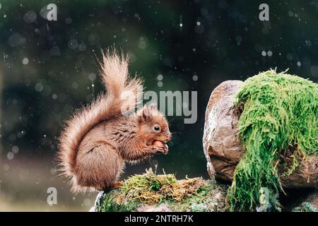 Red squirrel searching for nuts in the countryside and rain. Trees and water reflection. Stock Photo