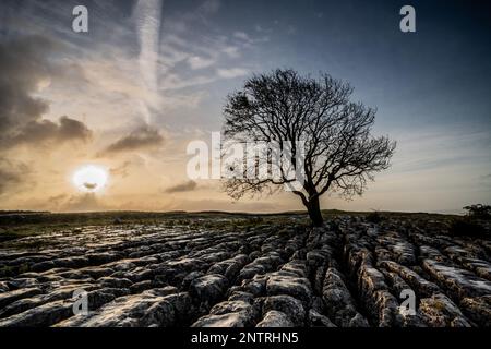 Lone Tree on Limestone Pavement at Malham at sunrise with blue skies and clouds. Made famous by scenes from Harry Potter. Stock Photo