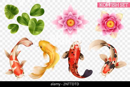 Realistic koi fish set with isolated icons of exotic fishes  and lake plants on transparent background vector illustration Stock Vector