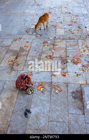 Girl making a offering and cow eating the offerings,in Gangaur ghat,Pichola lake,Udaipur, Rajasthan, india Stock Photo