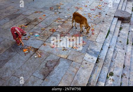 Girl making a offering and cow eating the offerings,in Gangaur ghat,Pichola lake,Udaipur, Rajasthan, india Stock Photo