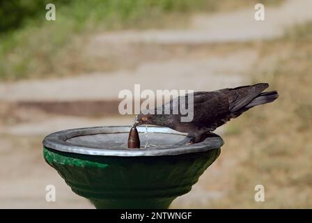 Wild dove drinking from street fountain Stock Photo