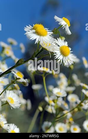 The wild chamomile branch on wind Stock Photo