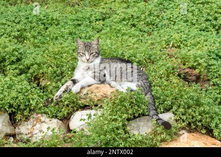 Cat resting on a rock in a garden Stock Photo