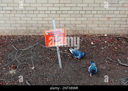 Pigeons foraging for food scraps near a "Please do not feed the animals near our garden" sign on a plot of dirt near a building. Stock Photo