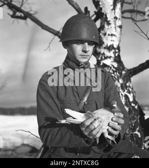 Swedish army during WW2. A soldier is seen holding a pigeon in his hands. War pigeons were used by the swedish military during World War II. The pigeons carried messages from one place to another often a piece of paper in a small metal container attached to it's leg. Homing pigeons were handled and trained by a special unit of swedish military. Homing pigeons played a vital part in the invasion of Normandy as radios could not be used for fear of vital information being intercepted by the enemy. Sweden december 1940. Kristoffersson ref 184-6 Stock Photo