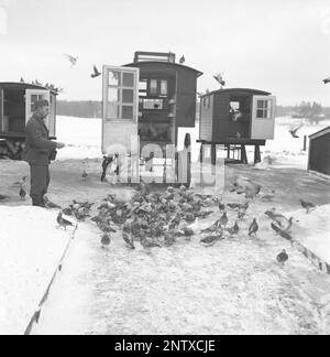 Swedish army during WW2. A soldier is seen feeding war pigeons with the portable lofts visible. War pigeons were used by the swedish military during World War II. The pigeons carried messages from one place to another often a piece of paper in a small metal container attached to it's leg. Homing pigeons were handled and trained by a special unit of swedish military. Homing pigeons played a vital part in the invasion of Normandy as radios could not be used for fear of vital information being intercepted by the enemy. Sweden december 1940. Kristoffersson ref 184-9 Stock Photo