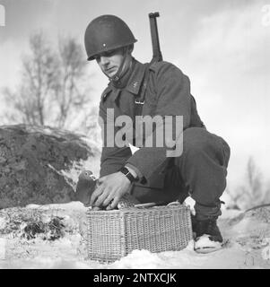 Swedish army during WW2. A soldier is seen holding a pigeon in his hands. War pigeons were used by the swedish military during World War II. The pigeons carried messages from one place to another often a piece of paper in a small metal container attached to it's leg. Homing pigeons were handled and trained by a special unit of swedish military. Homing pigeons played a vital part in the invasion of Normandy as radios could not be used for fear of vital information being intercepted by the enemy. Sweden december 1940. Kristoffersson ref 184-13 Stock Photo