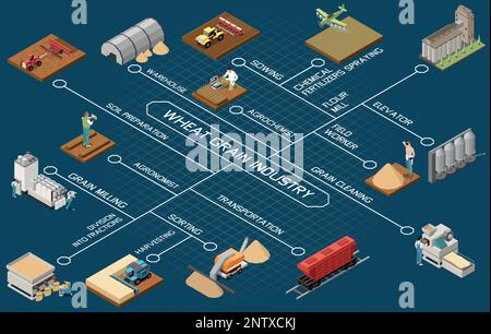 Wheat grain industry flowchart with information about sowing chemical fertilizers spraying harvesting transportation sorting elevator grain milling is Stock Vector