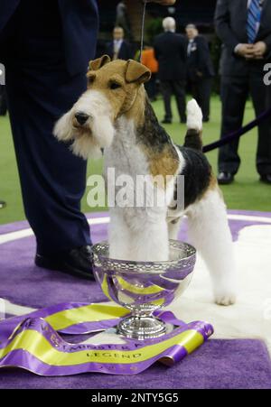 King wire fox terrier westminster sale 2019