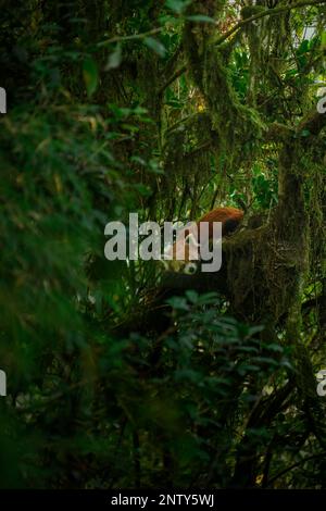 A red panda male in his habitat perched upon a mossy oak nut tree inside an Himalayan valley with bamboo growth around Stock Photo