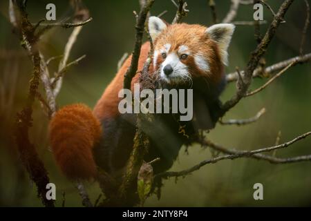 Full body portrait of a red panda female on a mossy oak nut tree at Singalila National Park, West Bengal, India Stock Photo