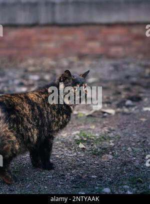 Stray cat on the street portrait, cat living on the streets, Tortoiseshell cat, standing and looking towards. Stock Photo