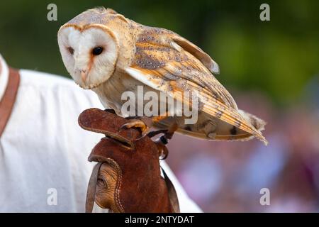The barn owl (Tyto alba) is the most widely distributed species of owl and one of the most widespread of all birds. Stock Photo